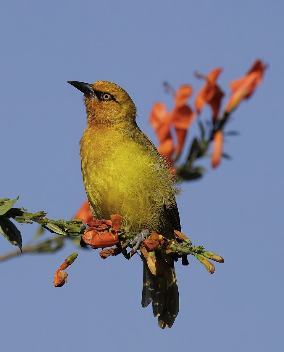 Spectacled Weaver
