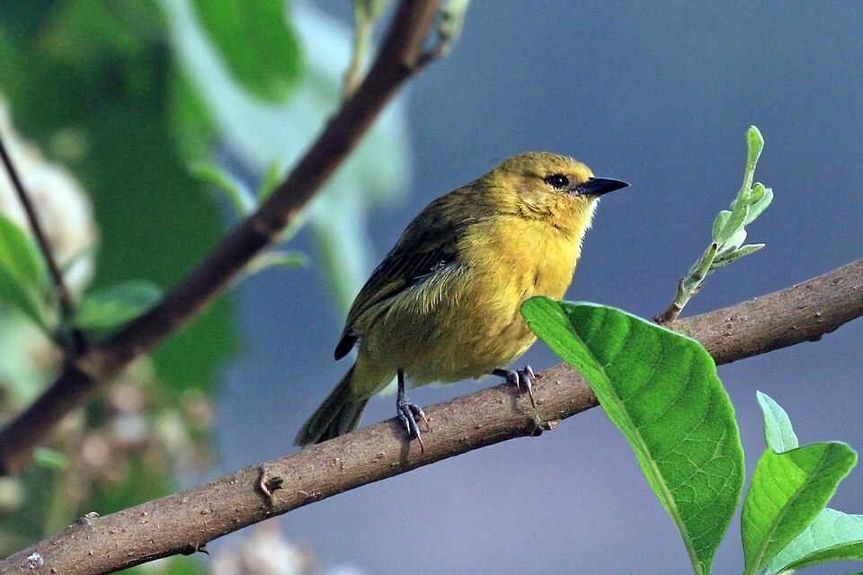 Slender-billed Weaver