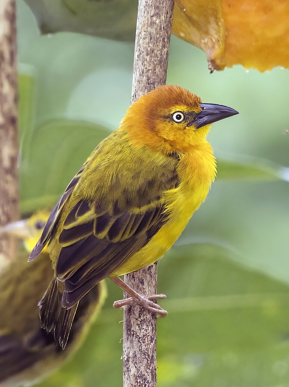 Principe Golden-Weaver