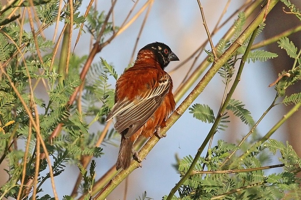 Chestnut Weaver
