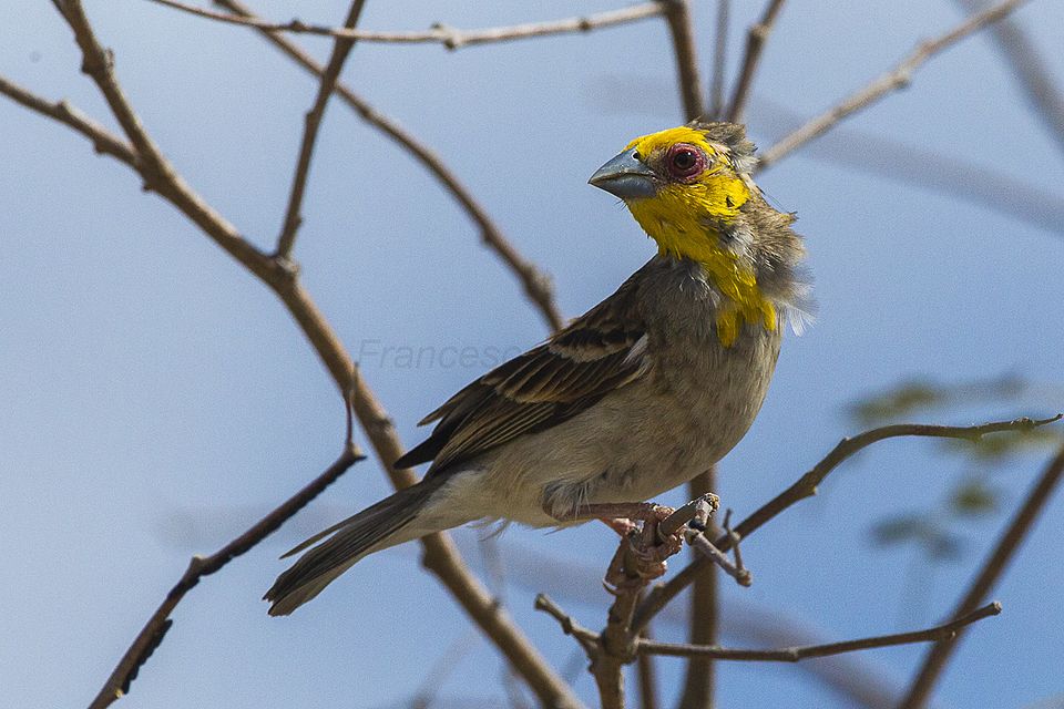 Sakalava Weaver