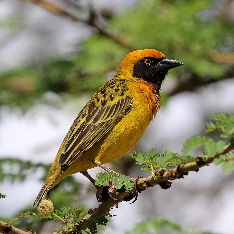 Speke's Weaver