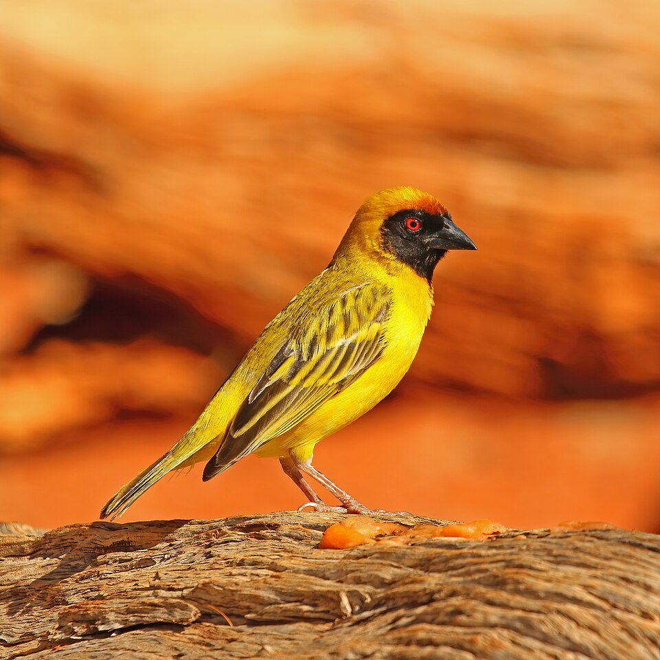 Southern Masked-Weaver