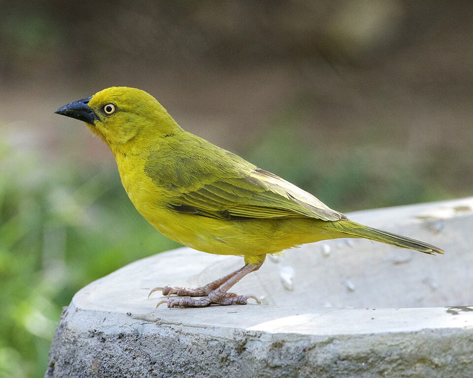 Holub's Golden-Weaver