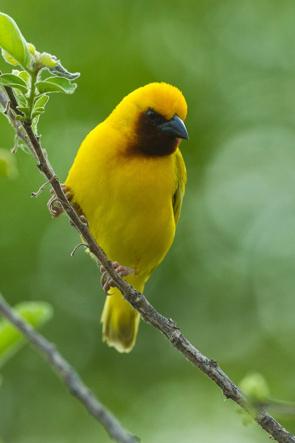 Southern Brown-throated Weaver