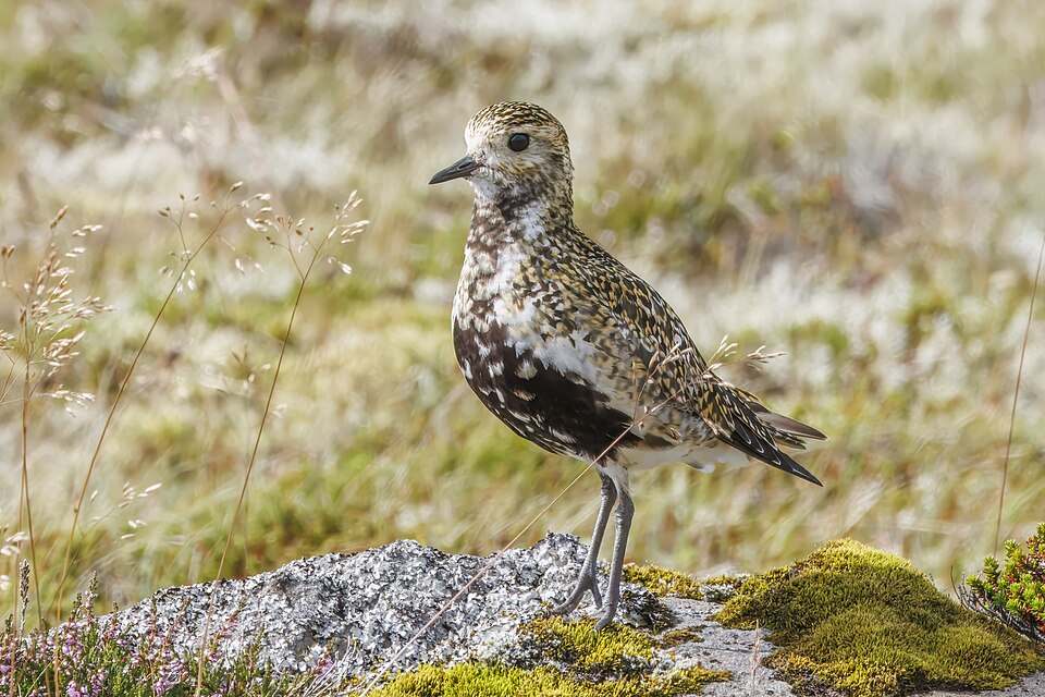 European Golden-Plover