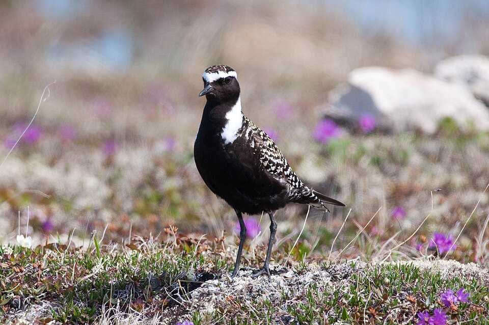 American Golden-Plover