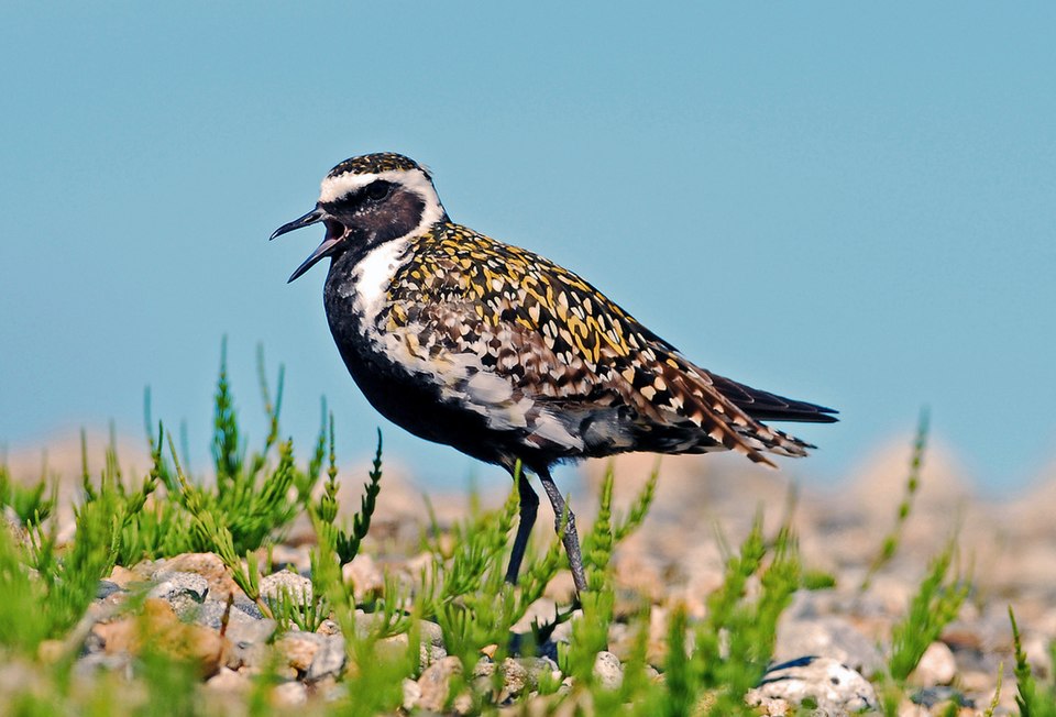 Pacific Golden-Plover