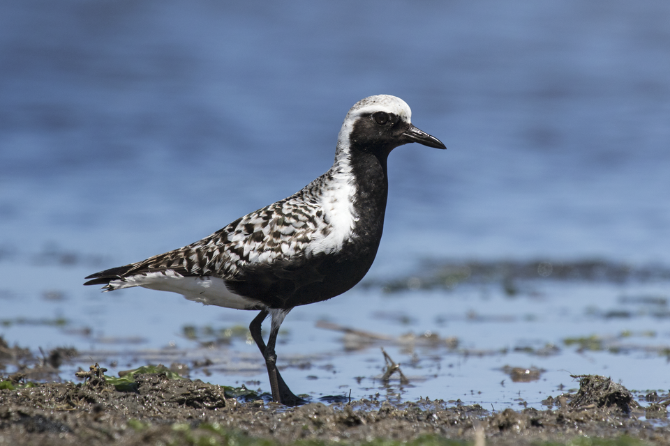 Black-bellied Plover