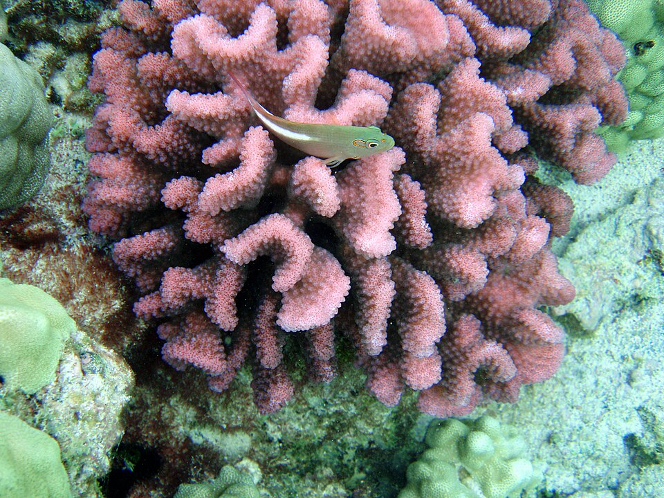 cauliflower coral