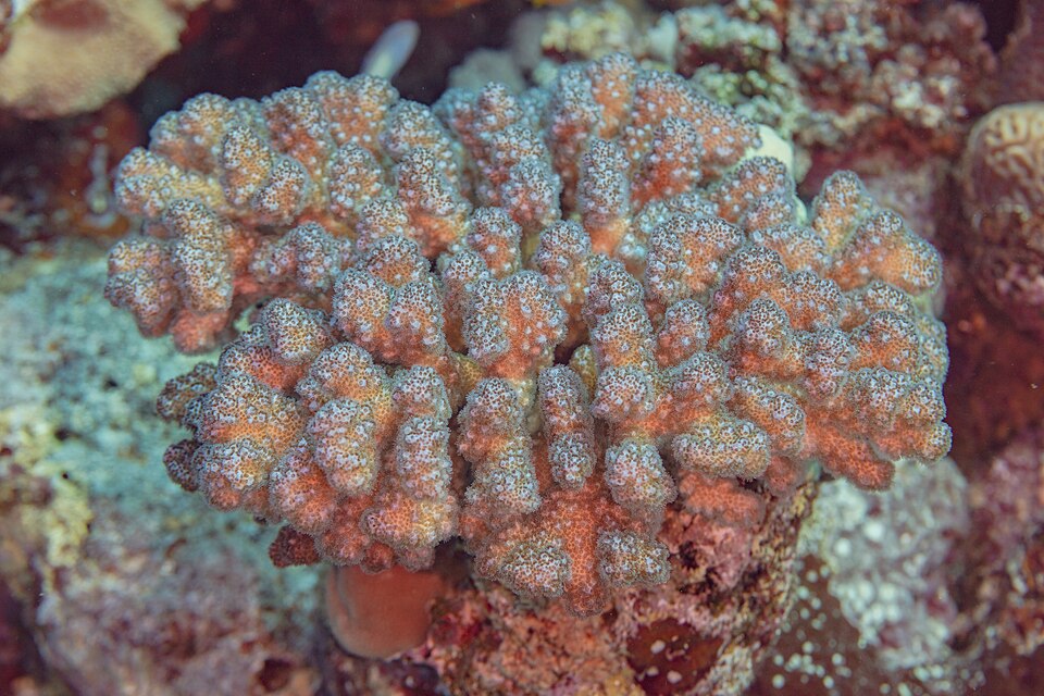 cauliflower coral
