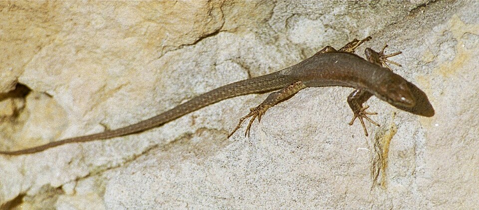 Filfola Wall Lizard