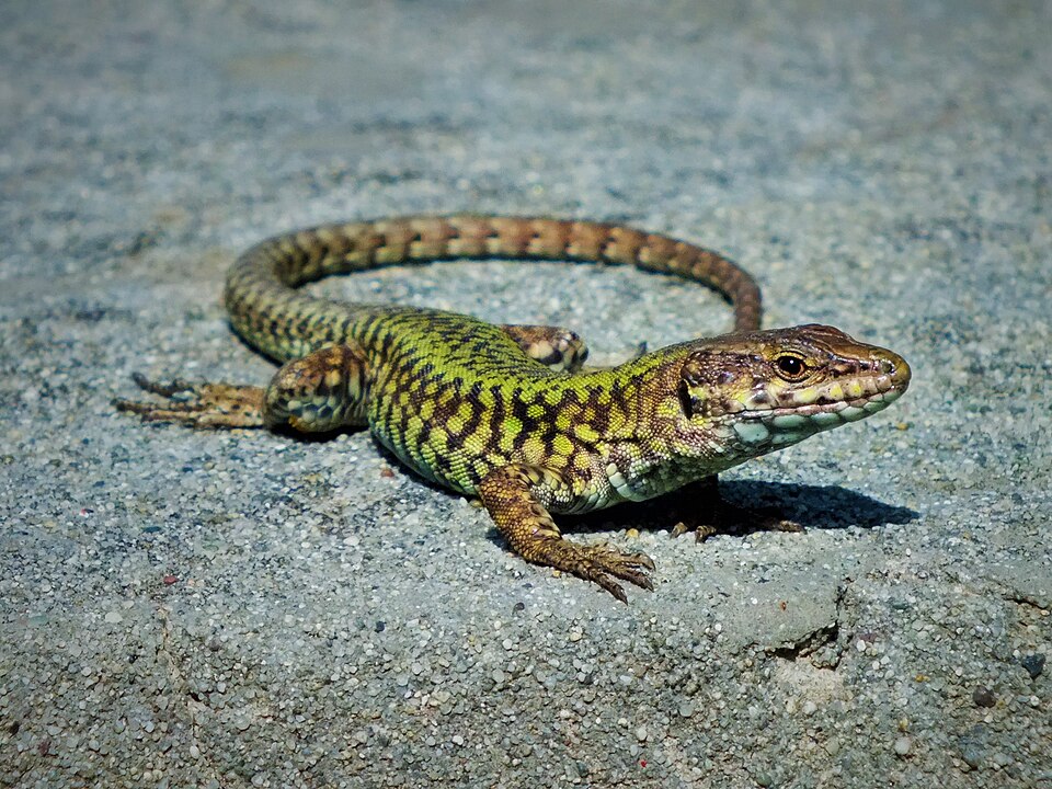 Common wall lizard