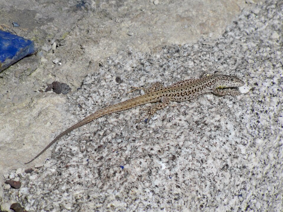 Andalusian wall lizard