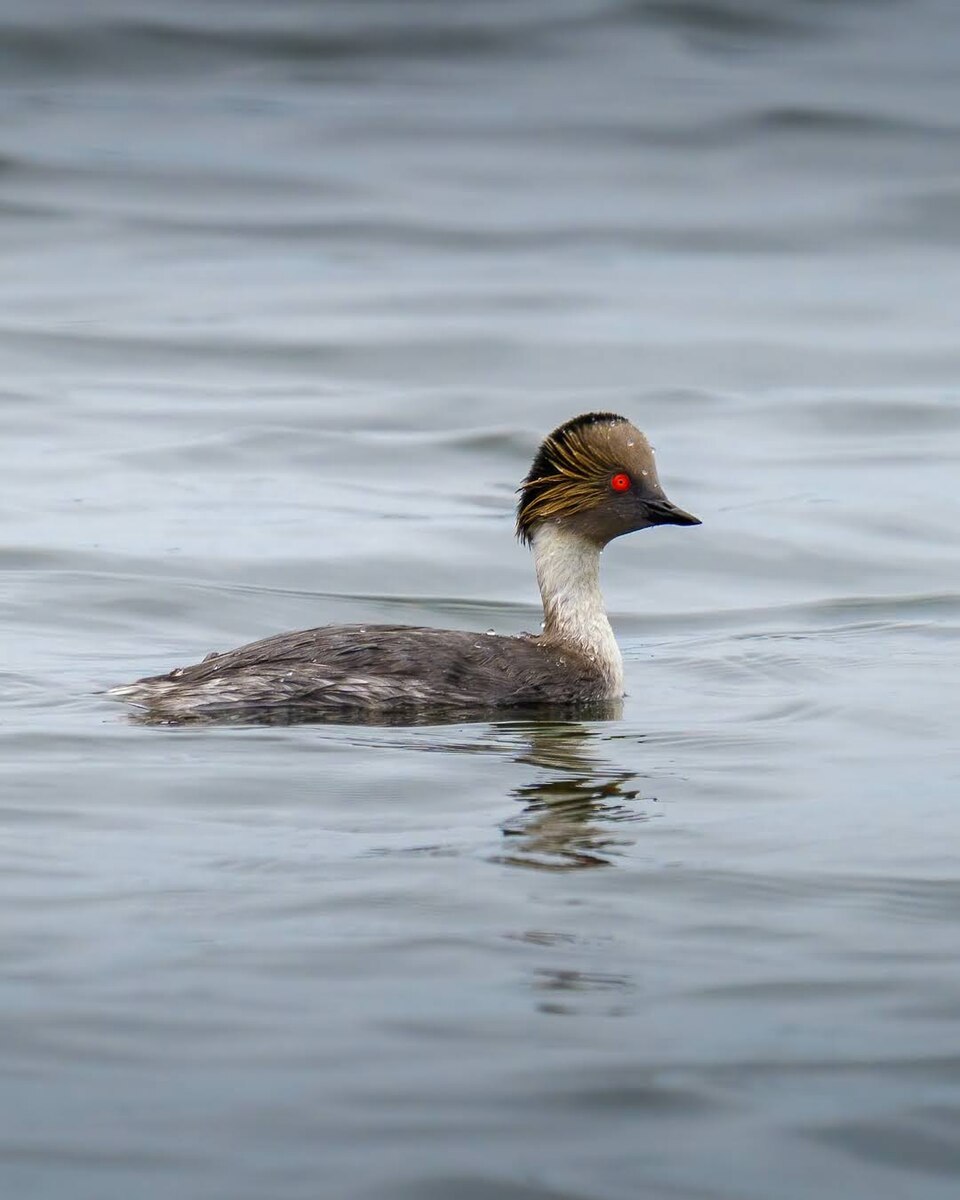 Silvery Grebe