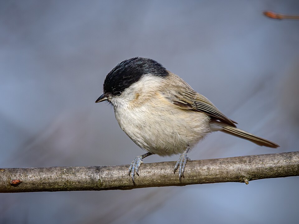 Marsh Tit
