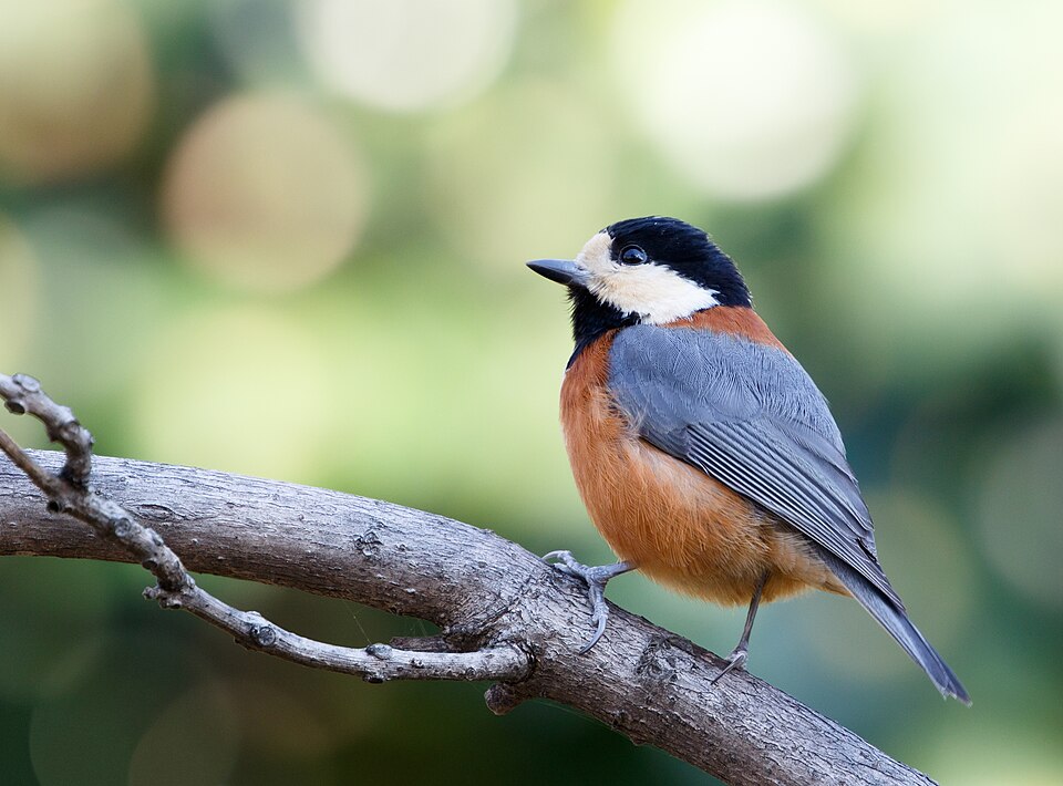 Varied Tit