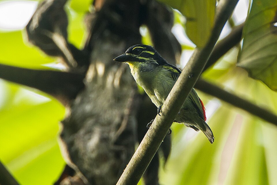Red-rumped Tinkerbird