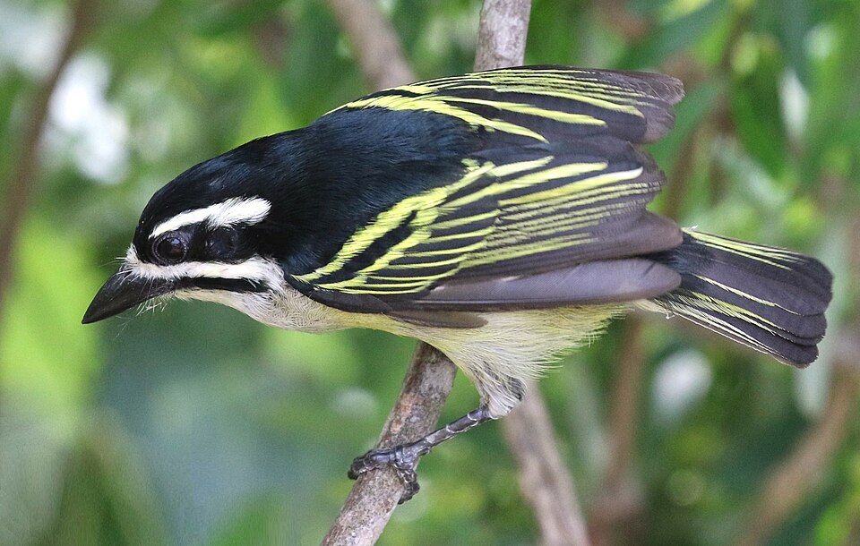 Yellow-rumped Tinkerbird