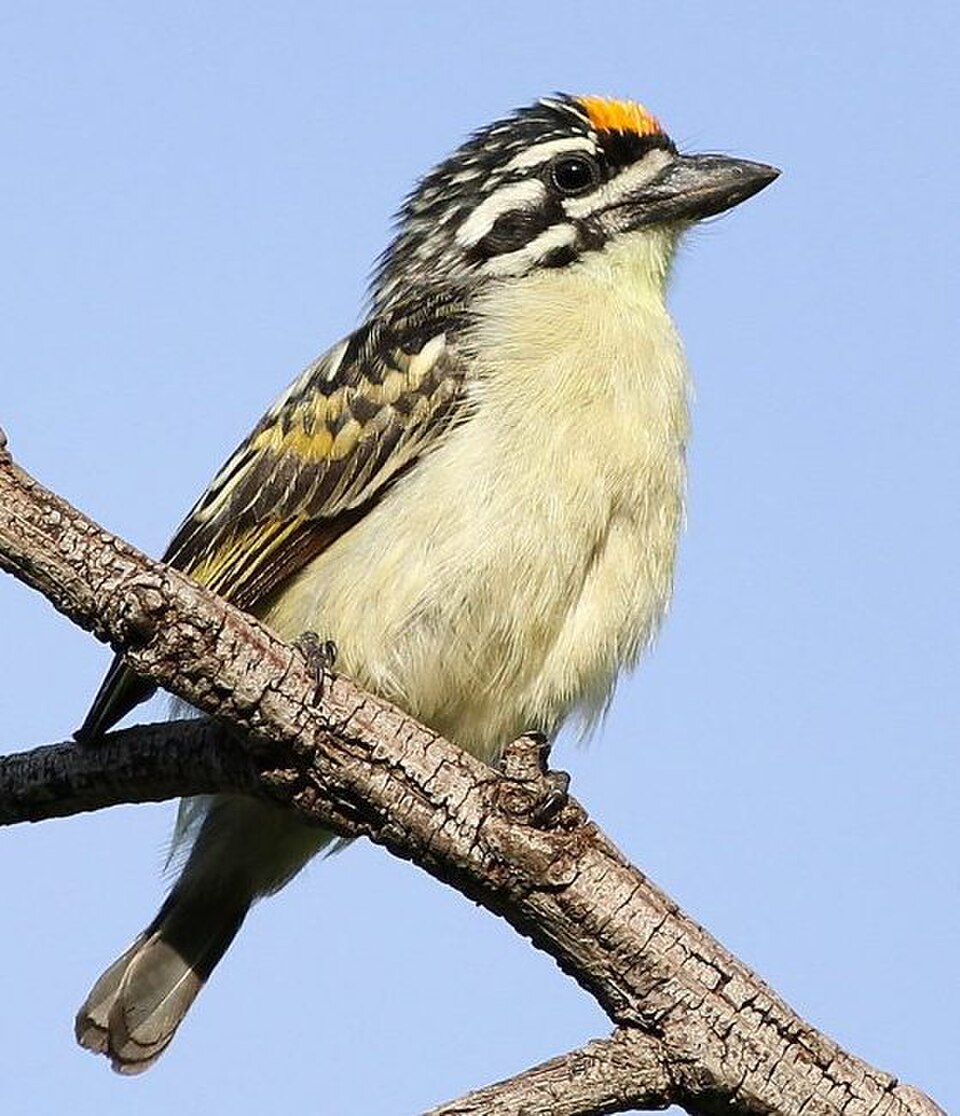 Yellow-fronted Tinkerbird