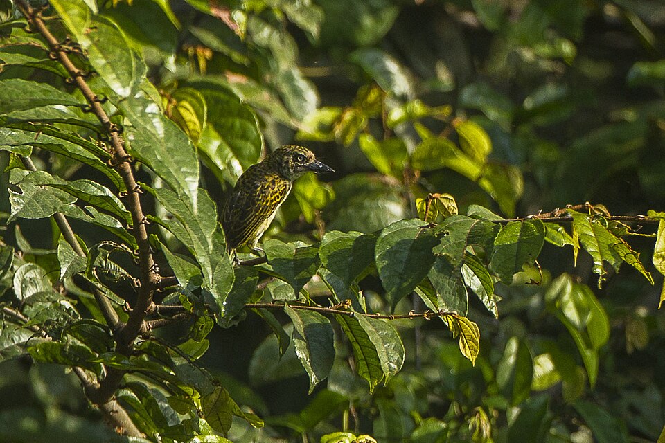 Speckled Tinkerbird
