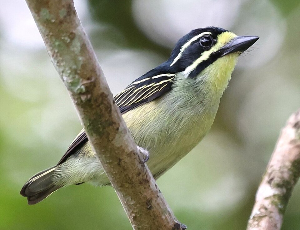 Yellow-throated Tinkerbird