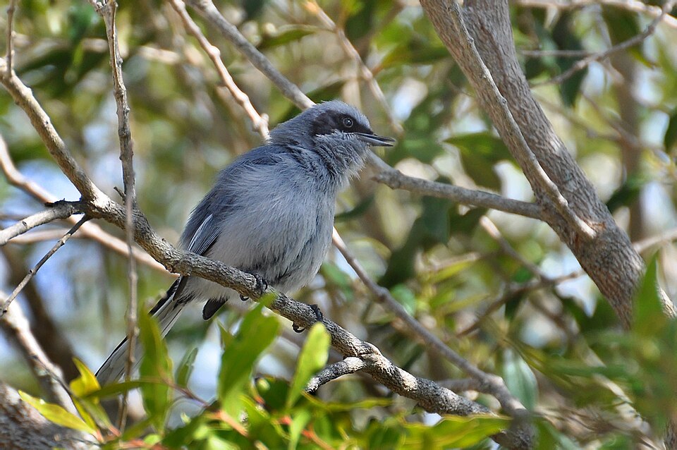 Masked Gnatcatcher