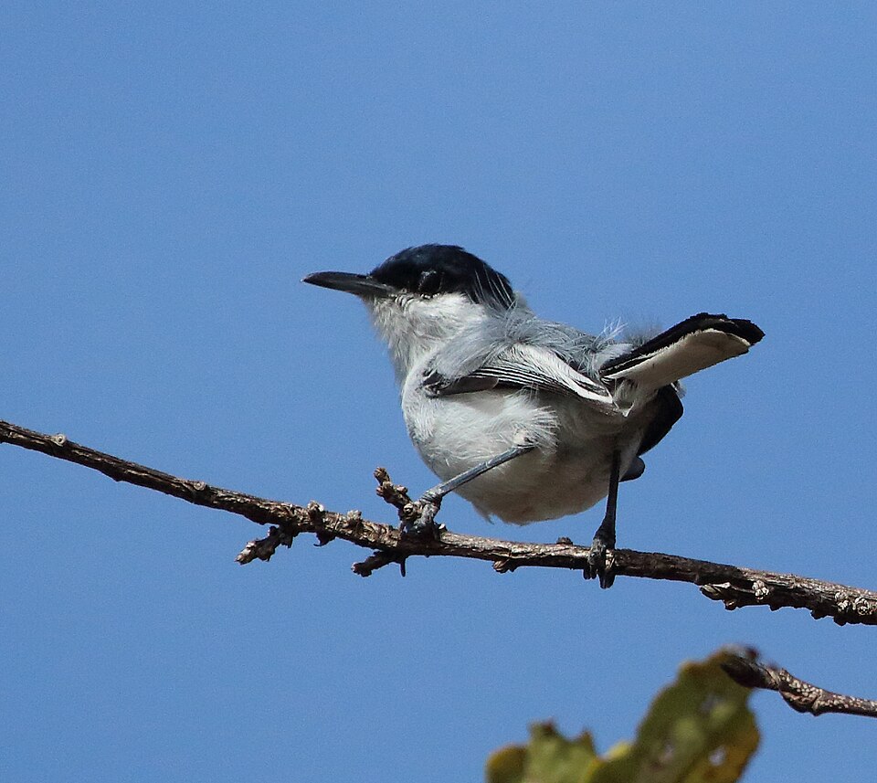 Tropical Gnatcatcher