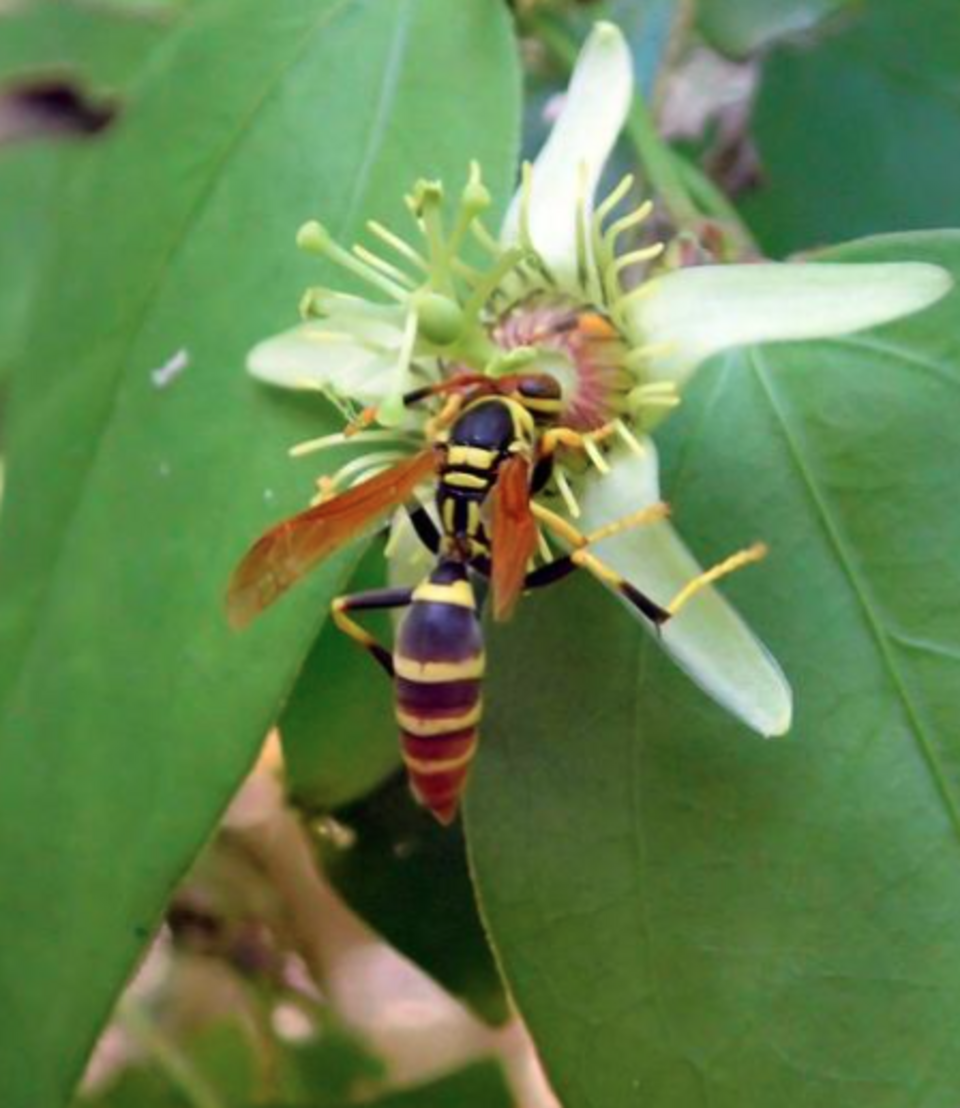 Caribbean Paper Wasp