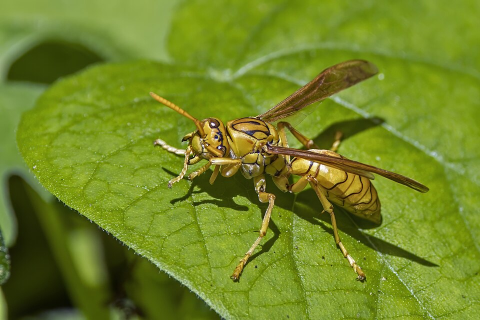 Paper wasp