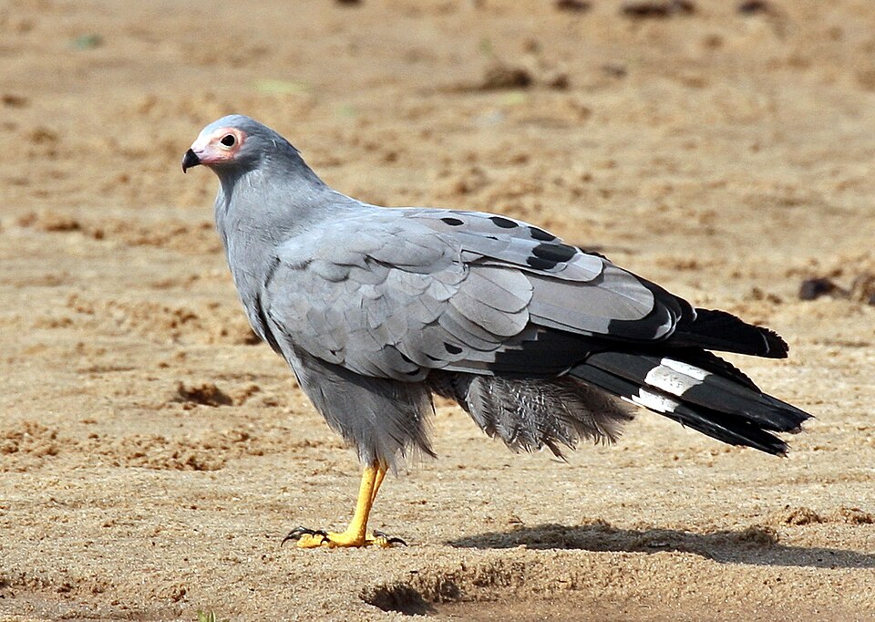 African Harrier-Hawk