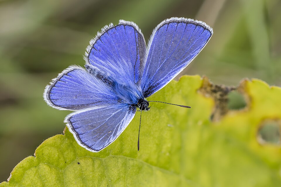 Common Blue