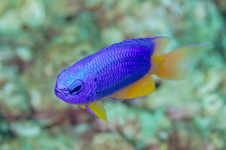 Neon Damselfish