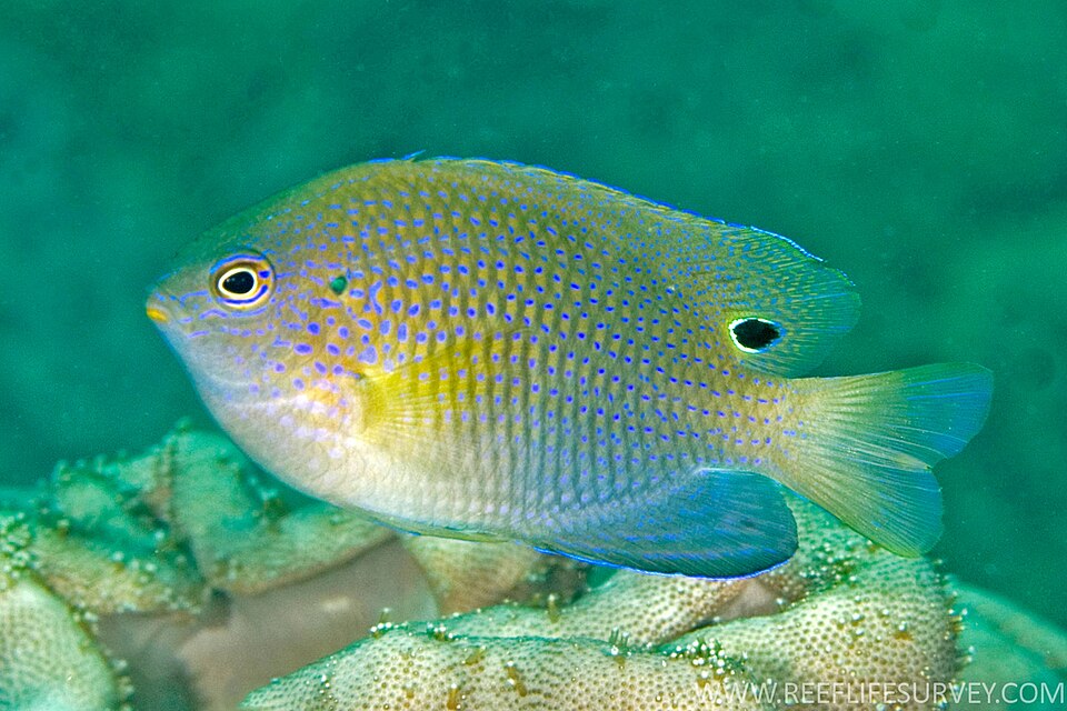 Ocellate Damselfish