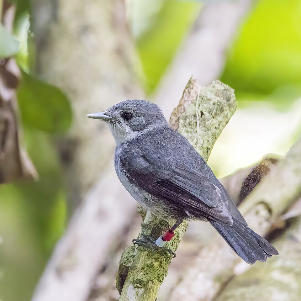 Rarotonga Monarch