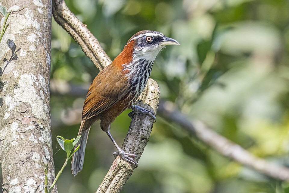 Taiwan Scimitar-Babbler