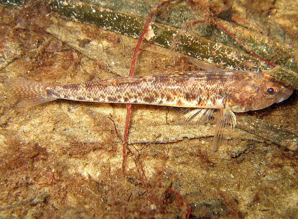 Common Goby