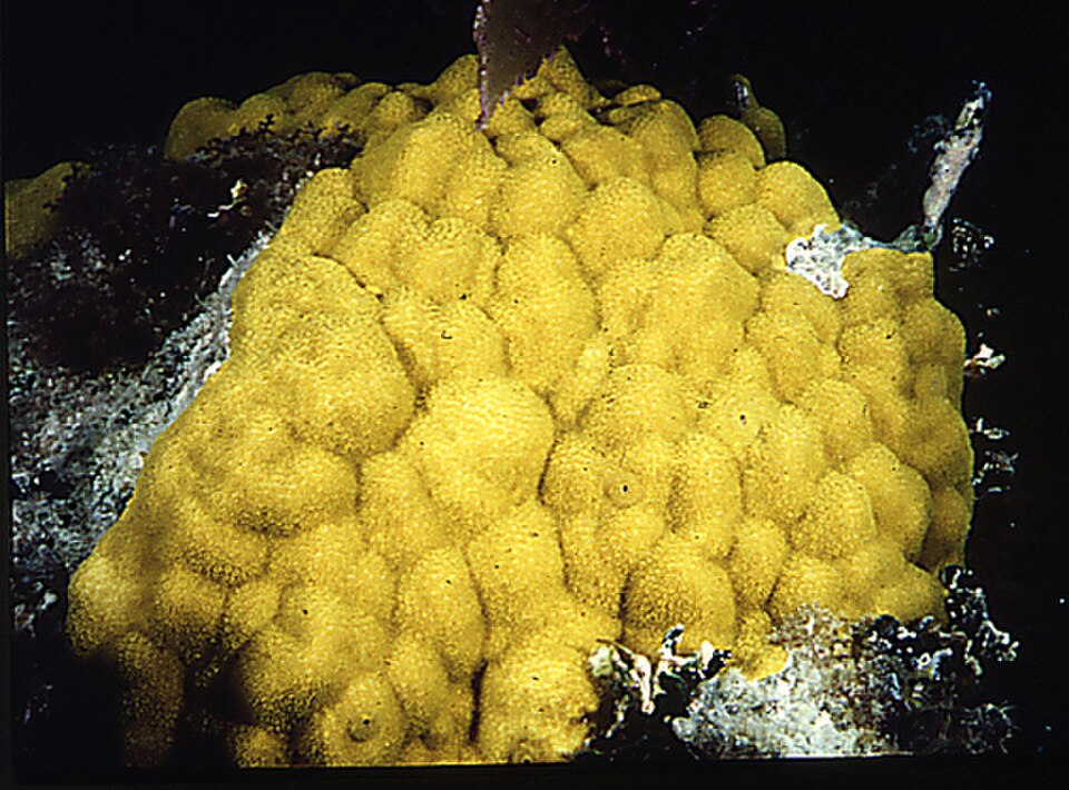 mustard hill coral