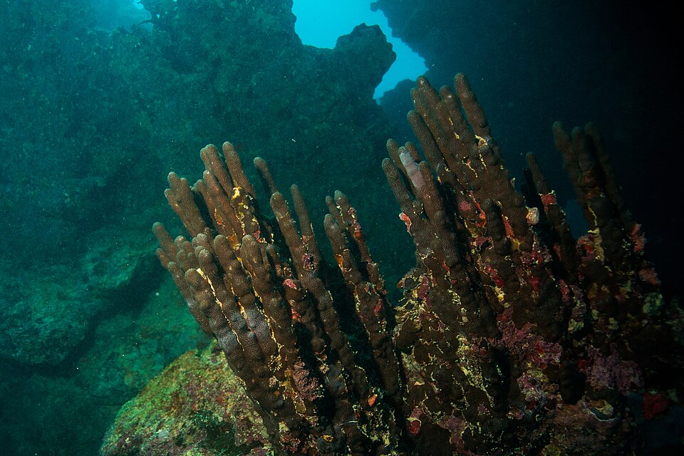 blue crust coral