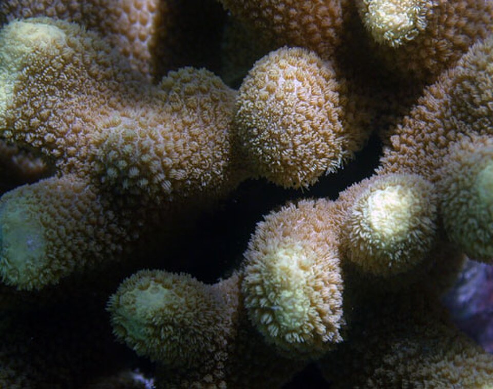 hump coral