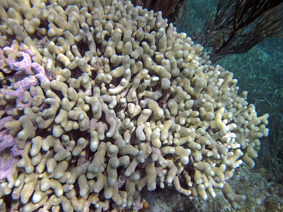 hump coral