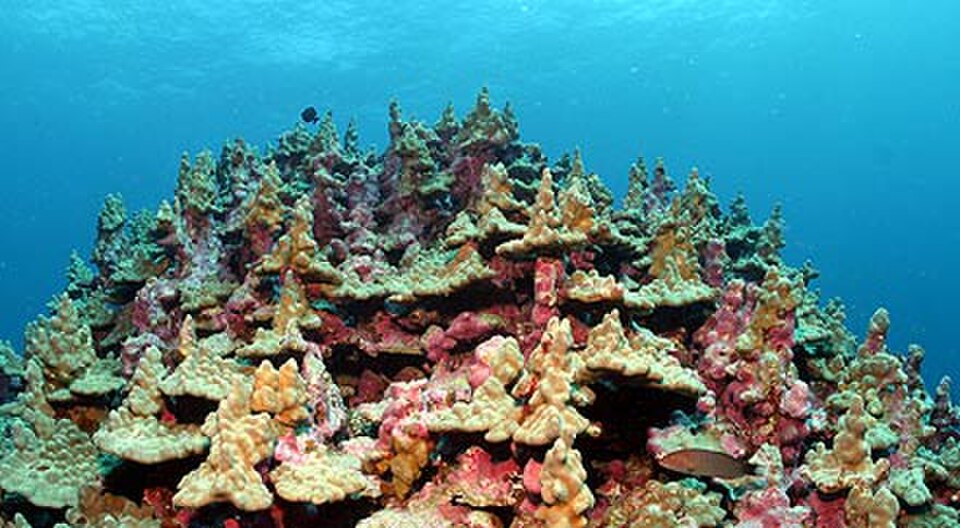 hump coral