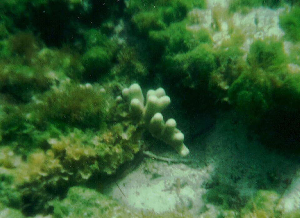 hump coral