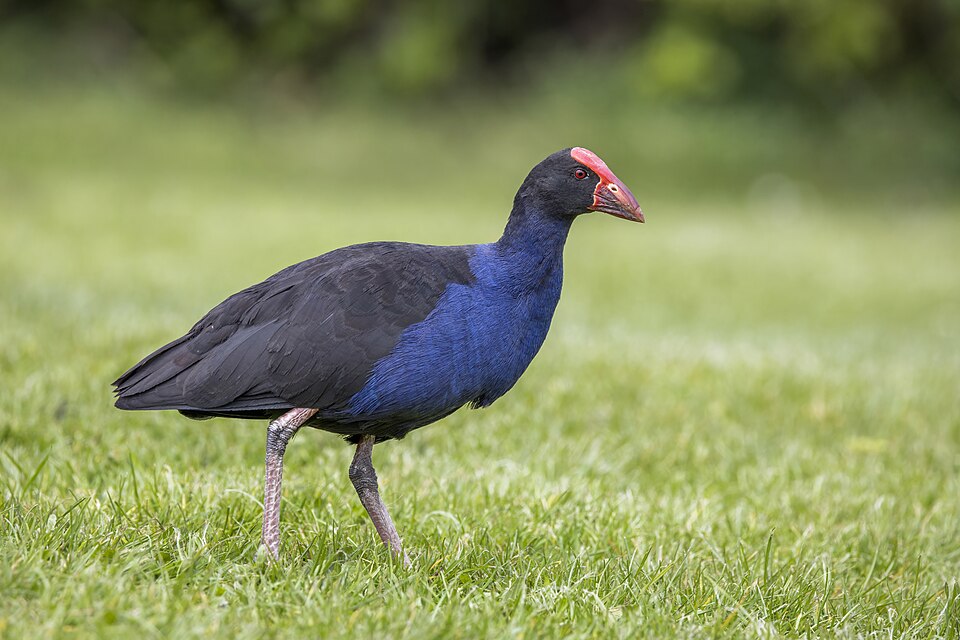 Australasian Swamphen