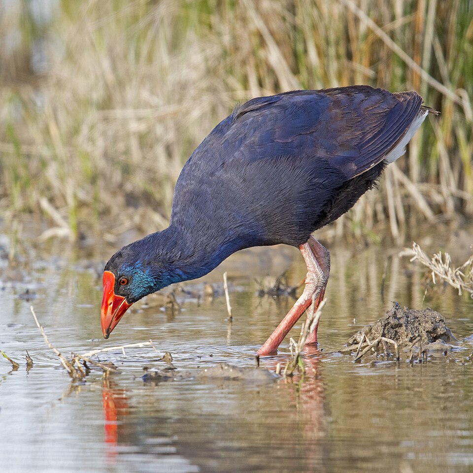 Western Swamphen