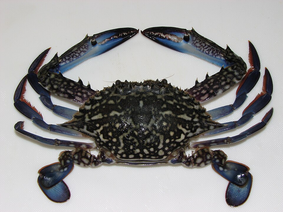 blue swimming crab