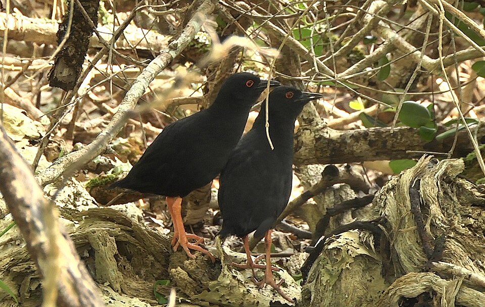 Henderson Island crake