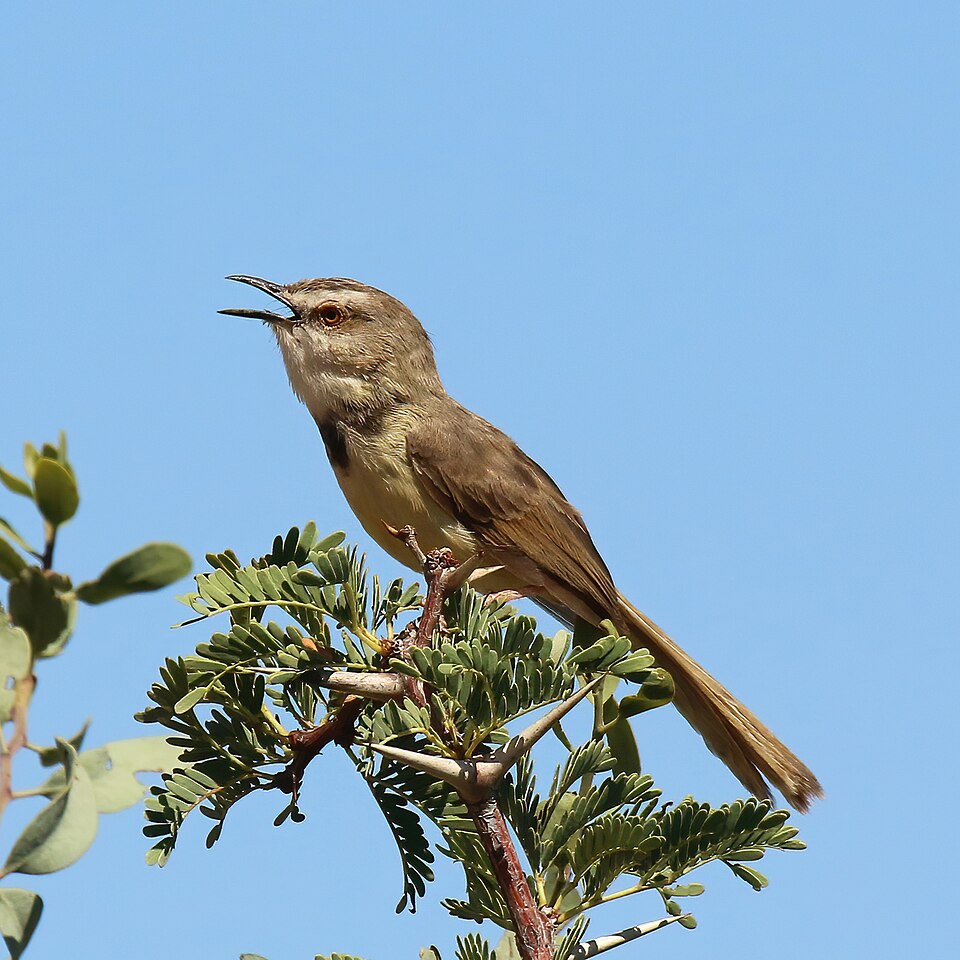 Black-chested Prinia