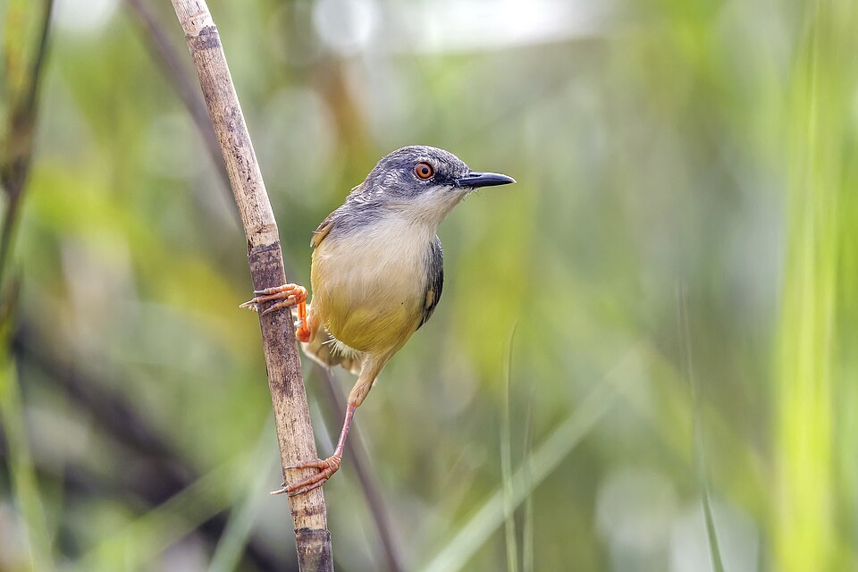 Yellow-bellied Prinia