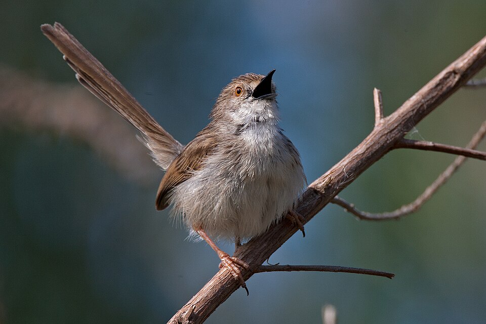 Graceful Prinia